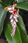 shellginger