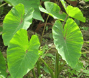 taro