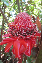 torch ginger