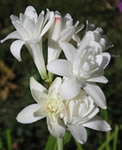 tuberose