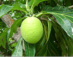 ulu