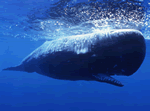 whale