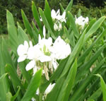 whiteginger